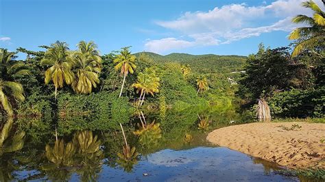 The new and affordable direct flights from the usa cut the time of travelling in half. Lesser Antilles Mangrove Ecoregion | LAC Geo
