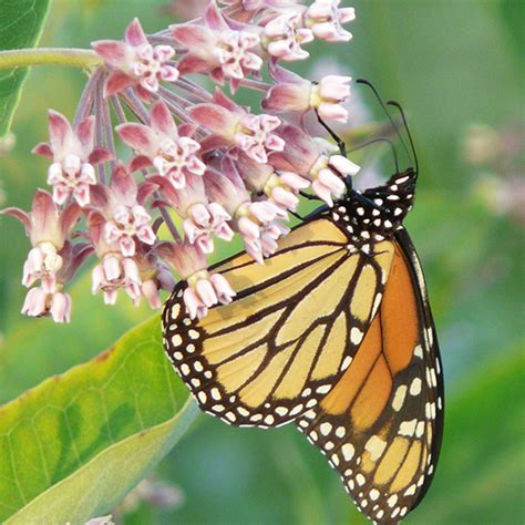 Host Plants For Butterflies And Moths Prairie Nursery
