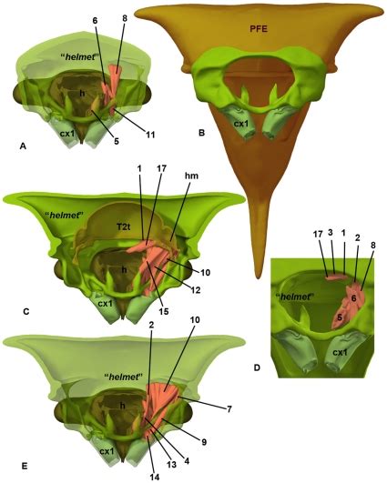 A Fore Leg Head “helmet” Complex Posterior View Pfe In Large