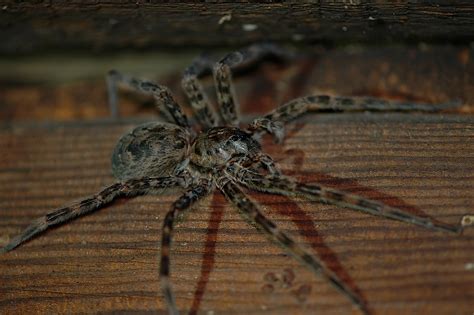 Field Biology In Southeastern Ohio Ohio Spiders
