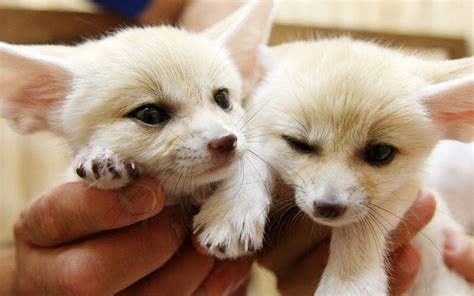 Fennec Foxes As Pets Are They Right For You Pethelpful