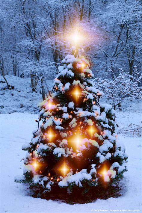 212 Best Christmas Trees And Lights Images On Pinterest Christmas