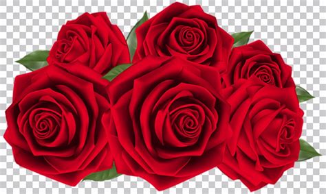 Buqu De Flores De Rosas Vermelhas Em Png Com Fundo Transparente Fundopng