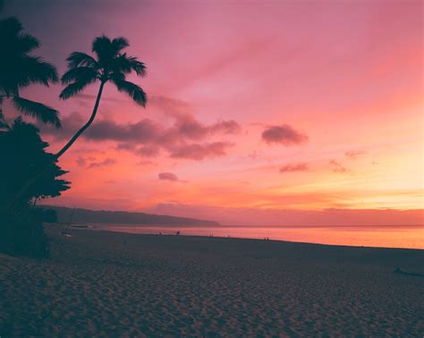 Palm Trees On Beach During Sunset · Free Stock Photo
