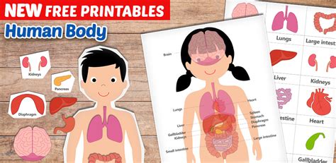 Human Body Printables Homeschooling 123 Kids Fun Apps