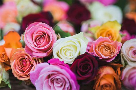 Assorted Color Of Rose Flowers · Free Stock Photo