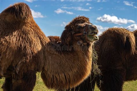 Camel Eating Grass stock image. Image of camel, animal - 248298069