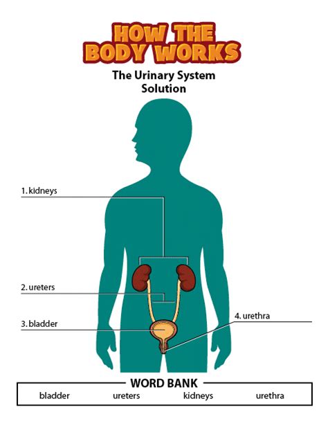 Answers Urinary System