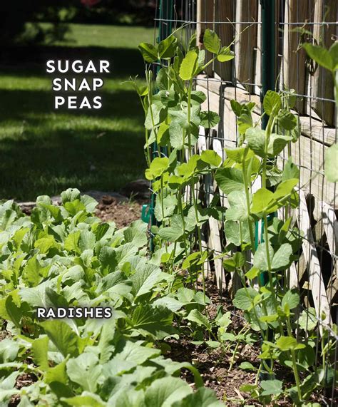 Sugar Snap Peas How To Plant And Grow