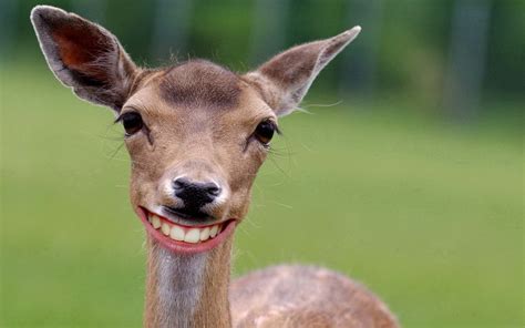 Funny Deer Wallpapers High Quality Download Free