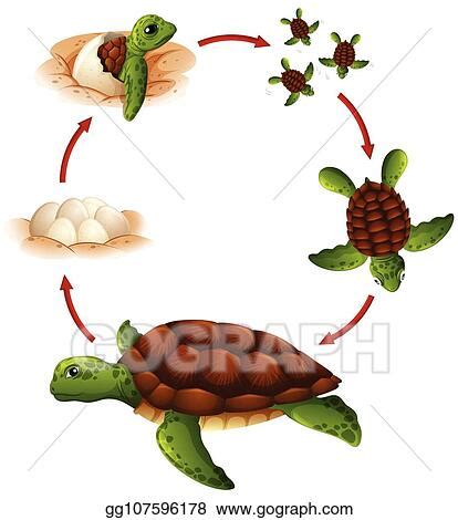 Vector Illustration Life Cycle Of Turtle EPS Clipart Gg107596178