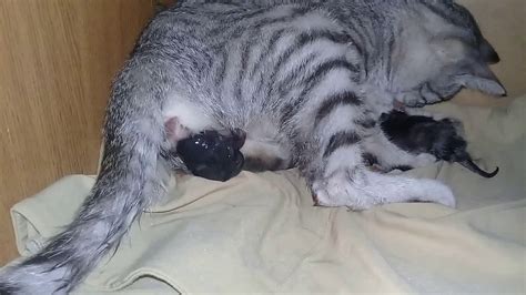 Кошка рожает котятthe Cat Gives Birth To Kittens Youtube