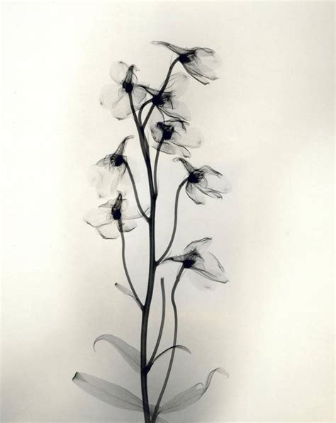 X Ray Flower Photographs From The 1930s Fubiz Media