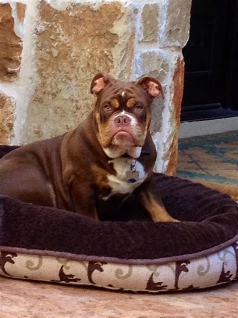 Male chocolate tri born 2/3/2020. Chocolate tri at Bulldogge Reserve Kennel | Olde english ...
