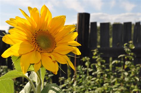 Sunflower Free Stock Photo Public Domain Pictures