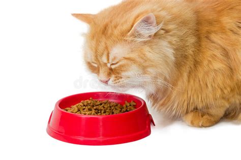 If you've ever dealt with a cat that seemingly refuses to eat. Red Cat, Eat Dry Cat Food From A Red Bowl Stock Photo ...