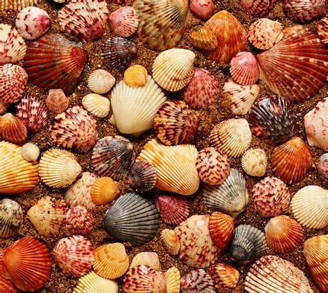 Shells Beach Sand Sea Seashell Hd Wallpaper Peakpx