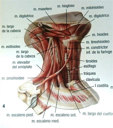 Pin En Anatomía