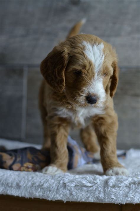 65 best Mini & Petite Goldendoodle puppies for sale images ...