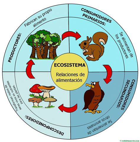 Ecosistema Cadena Alimenticia Web Del Maestro