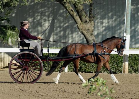 17 Best Images About Equestrian Carriage Driving On Pinterest