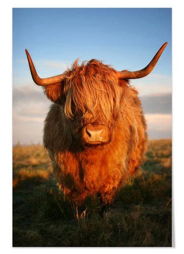 Poster Highlander Hochland Rind Highland Cattle Cow Fluffy Cows