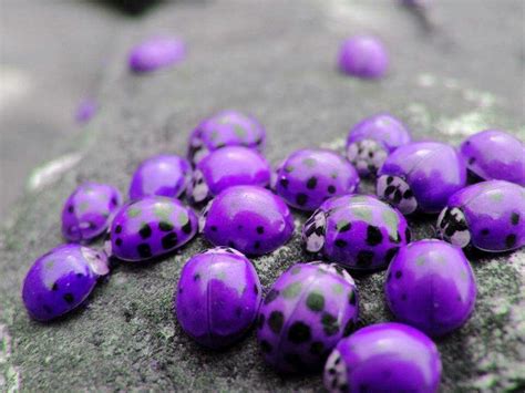 Purple Ladybugs Found Only In Hawaii Purple Ladybugs Beautiful