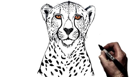 4 cheetah drawing outline for free download on ayoqq org. How To Draw a Cheetah | Step By Step - YouTube