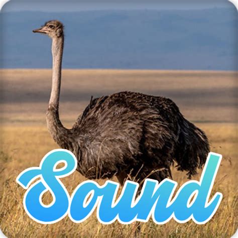 Ostrich Sounds Effect Apps On Google Play