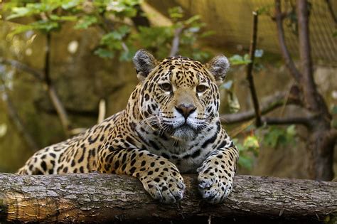 Hd Wallpaper Cat Jaguar Muzzle Paws Predator Vacation Wild Zoo