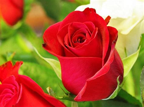 To search on pikpng now. 34+ Background Bunga Rose