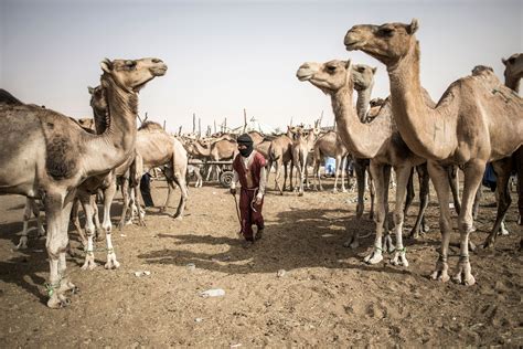 3000 Camels Evacuated Due To Artillery Fire In Libya The Daily Caller