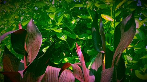 Oh, i am so excited to get started with the great growing projects in this book! How does my garden grow - YouTube