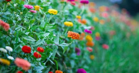 Feb 04, 2016 · here at floret, we have just 2 tiny acres dedicated to flower production. Growing Cut Flowers: 9 of The Best for North Texas