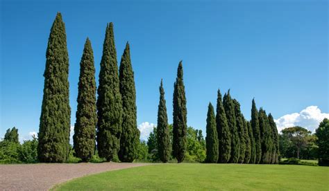 Cypress Tree How To Grow And Maintain Tips