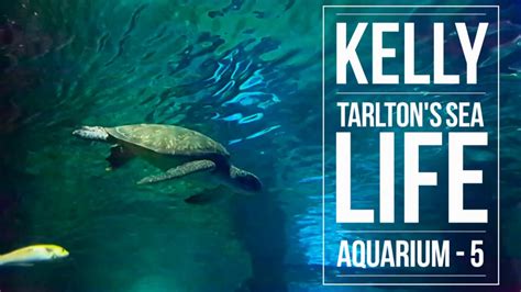 My Travelogue Kelly Tarltons Sea Life Aquarium Part 5 Youtube