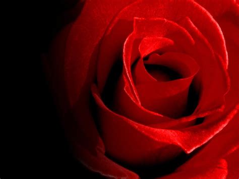 Lovely Red Rose Wallpapers Walls Hub