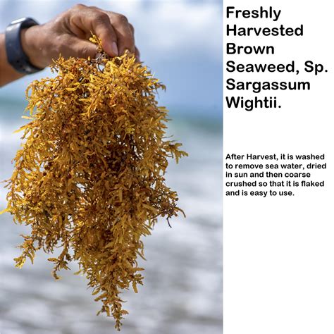 100 Pure Brown Seaweed Sargassum Wightii 450 Gms Ecotika