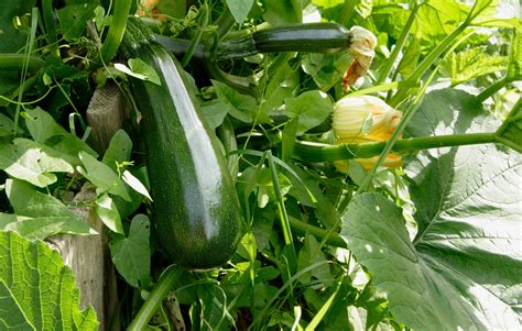How To Grow Loads Of Delicious Zucchinithe Most Versatile Garden