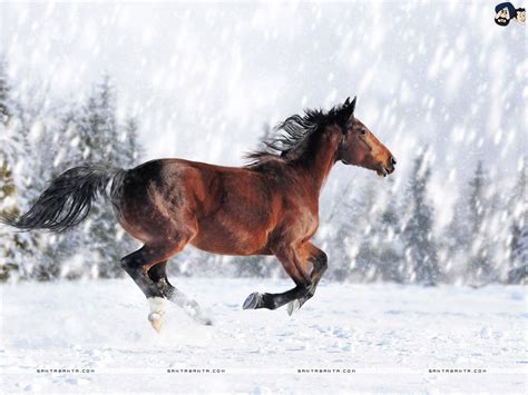 Galloping Horse Wallpapers Top Free Galloping Horse Backgrounds