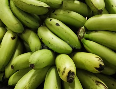 Clusters And Bunch Of Green Bananas Delicious Tropical Fruit Stock