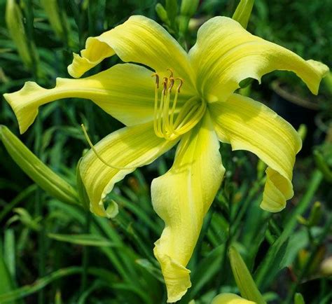 Photo Of The Bloom Of Daylily Hemerocallis Queen Bird Posted By Joy