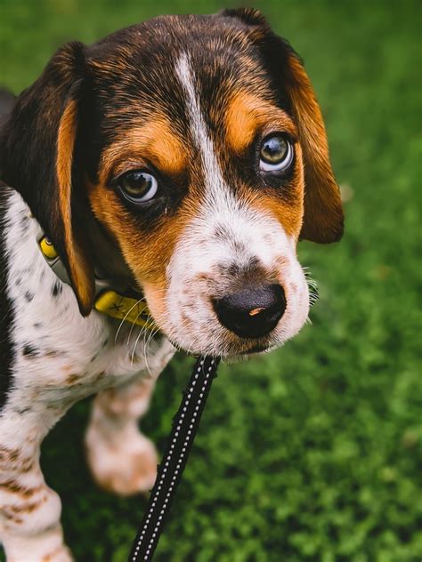 Beagle Puppies For Sale | Marlborough, MA #323195
