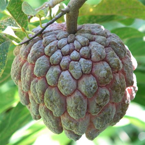 Polynesian Produce Stand Sweetsop Annona Squamosa Suger Apple Tropical Rare Fruit Tree Live 8