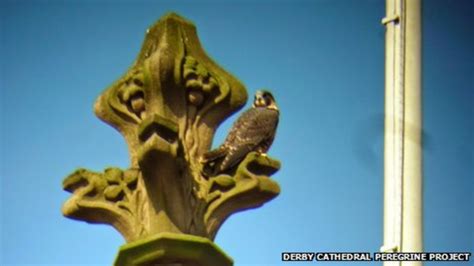 Derby Cathedral Peregrines Begin To Fledge Bbc News