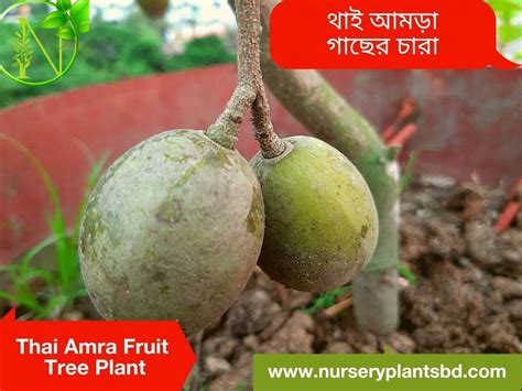Thai Amra Hog Plum Fruit Trees 2023