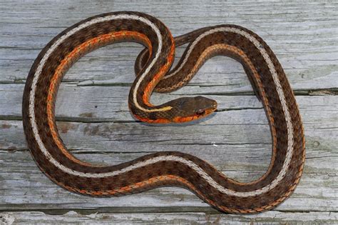 Eastern Garter Snake Thamnophis sirtalis | Snake, Reptiles, Snake lovers