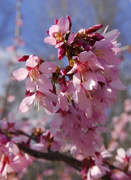 Prunus X Okame ‘okame Cherry Brandywine Trees