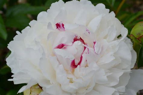Plants tolerant to juglone will grow normally. Paeonia lactiflora 'Festiva Maxima' #1 Peony - Wagon Wheel