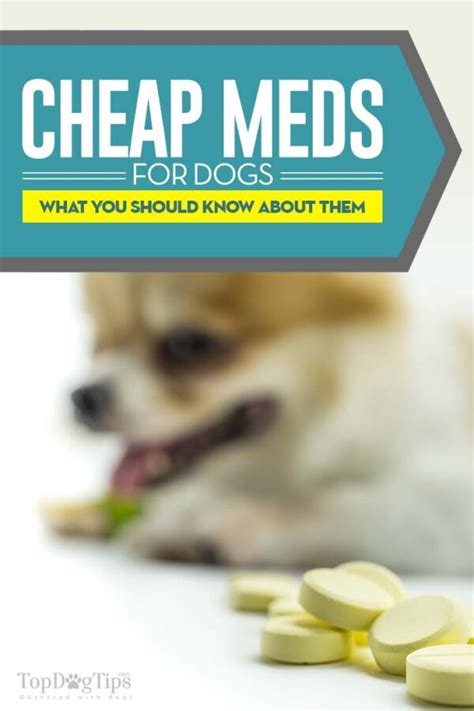 Cheap Pet Meds Online How And Where To Buy Safely And Avoid Scams